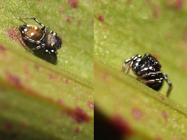 Heliophanus sp.?